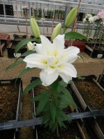 [4256 Carolina No01.JPG]